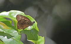 Catasticta ctemene