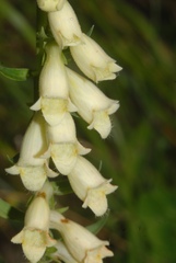 Digitalis lutea