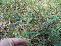 Aster biennis