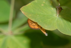 Idaea flaveolaria