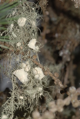 Usnea intermedia