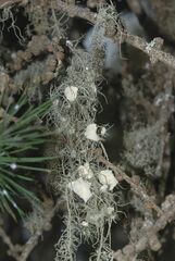 Usnea intermedia