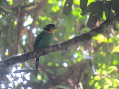 Psarisomus dalhousiae