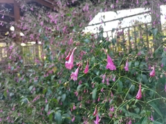 Strobilanthes hamiltoniana