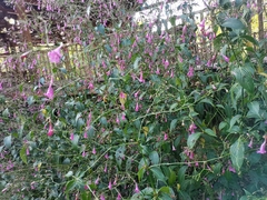 Strobilanthes hamiltoniana