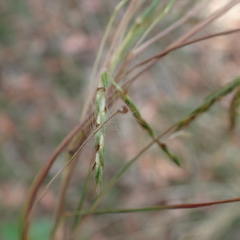 Hyparrhenia hirta
