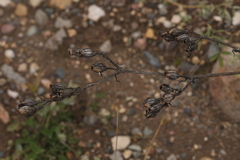 Behenantha