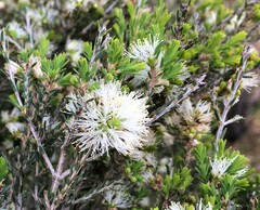 Melaleuca brevifolia
