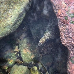 Gymnothorax pseudothyrsoideus