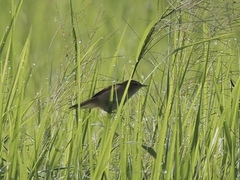 Acrocephalus bistrigiceps