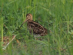 Gallinago stenura