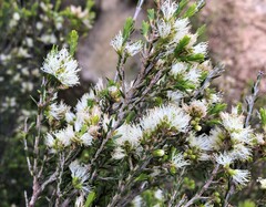 Melaleuca brevifolia