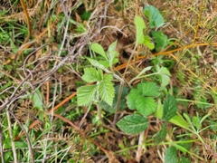 Rubus