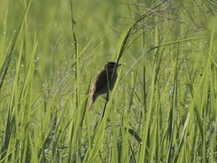 Acrocephalus bistrigiceps