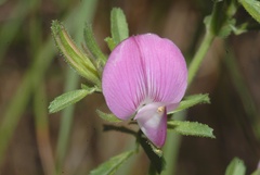 Ononis spinosa