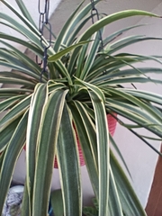 Chlorophytum