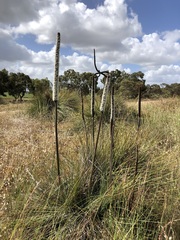 Xanthorrhoea caespitosa