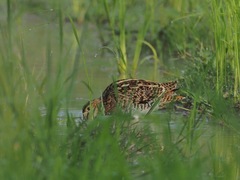 Gallinago stenura