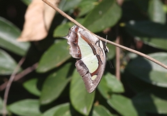 Polyura athamas