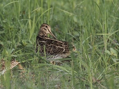 Gallinago stenura