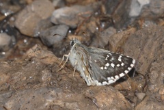 Pyrgus alveus