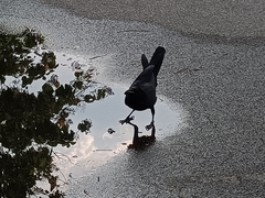 Corvus macrorhynchos levaillantii