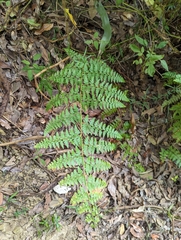 Microlepia nepalensis