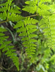 Microlepia nepalensis