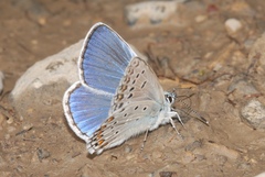 Polyommatus escheri