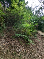 Microlepia nepalensis