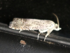 Ofatulena duodecemstriata