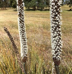 Xanthorrhoea caespitosa