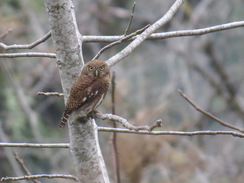 Asian Barred Owlet