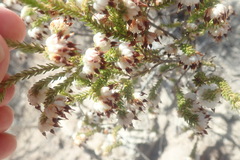 Erica cumuliflora