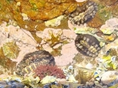 Acanthochitona garnoti