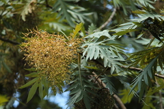 Bocconia arborea