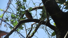 Turdus olivaceus