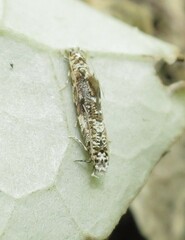 Eschatotypa derogatella