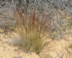 Aristida contorta