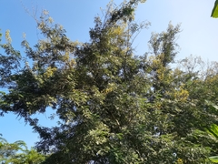 Senna siamea