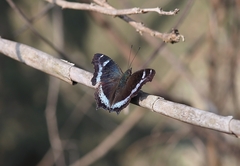 Kaniska canace
