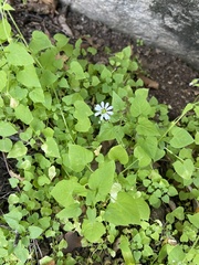 Stellaria cuspidata