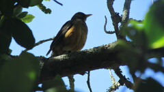 Turdus olivaceus
