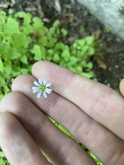 Stellaria cuspidata