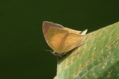 Loxura cassiopeia