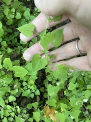 Stellaria cuspidata