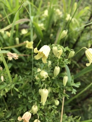 Clematis aethusifolia