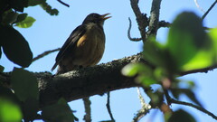 Turdus olivaceus