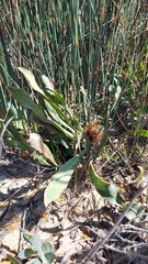 Protea acaulos