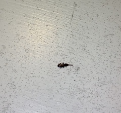 Cryptamorpha brevicornis